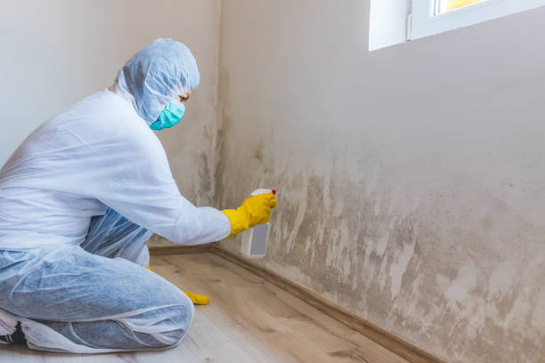 Licensed Black Mold Removal service in Leander, TX - WQB Mold Removal