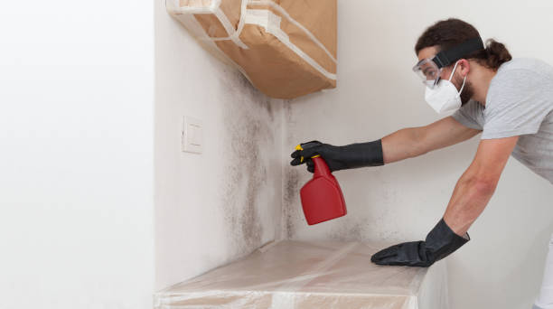 Professional Black Mold Removal technician working in Leander, TX