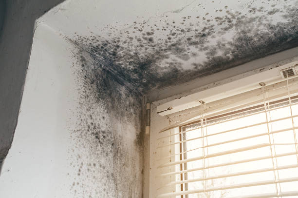 Affordable Black Mold Removal solutions in Leander, TX