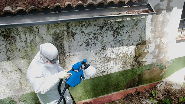 Top rated local Black Mold Removal specialists in Leander, TX